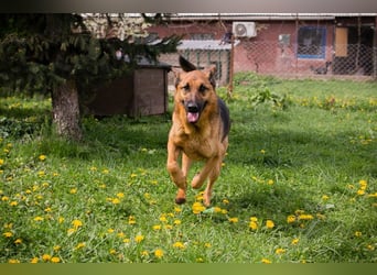 MALIE – Liebevolle Schäferhund-Mix-Hündin mit großem Herz sucht ihre Menschen