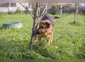MALIE – Liebevolle Schäferhund-Mix-Hündin mit großem Herz sucht ihre Menschen