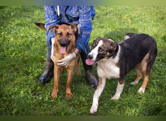MALIE – Liebevolle Schäferhund-Mix-Hündin mit großem Herz sucht ihre Menschen