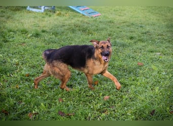 MALIE – Liebevolle Schäferhund-Mix-Hündin mit großem Herz sucht ihre Menschen