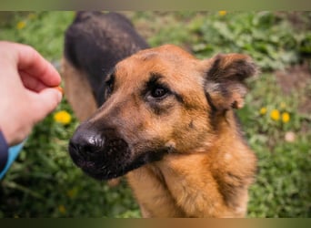 MALIE – Liebevolle Schäferhund-Mix-Hündin mit großem Herz sucht ihre Menschen