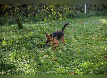 MALIE – Liebevolle Schäferhund-Mix-Hündin mit großem Herz sucht ihre Menschen