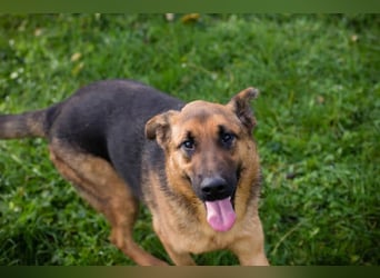 MALIE – Liebevolle Schäferhund-Mix-Hündin mit großem Herz sucht ihre Menschen