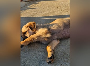 SIRIUS-offener, fröhlicher, vertrauensvoller Bub sucht sein liebevolles Für-immer-Zuhause