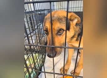 ALEX-ein Blick in seine sanften Augen verrät mehr als 1000 Worte - wer bietet ein liebes Zuhause?