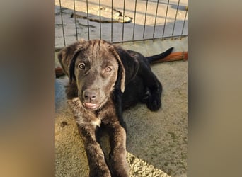 PANDORA wunderschönes Mädchen auf der Suche nach ihrem Für- immer-Körbchen