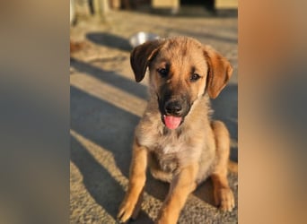 SIRIUS-offener, fröhlicher, vertrauensvoller Bub sucht sein liebevolles Für-immer-Zuhause