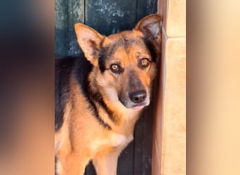 ALEX-ein Blick in seine sanften Augen verrät mehr als 1000 Worte - wer bietet ein liebes Zuhause?