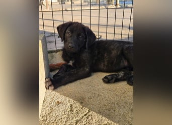 PANDORA wunderschönes Mädchen auf der Suche nach ihrem Für- immer-Körbchen