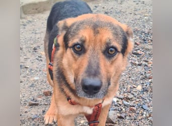 ALEX-ein Blick in seine sanften Augen verrät mehr als 1000 Worte - wer bietet ein liebes Zuhause?