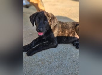 PANDORA wunderschönes Mädchen auf der Suche nach ihrem Für- immer-Körbchen