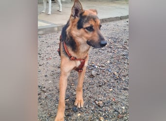 ALEX-ein Blick in seine sanften Augen verrät mehr als 1000 Worte - wer bietet ein liebes Zuhause?