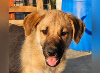 SIRIUS-offener, fröhlicher, vertrauensvoller Bub sucht sein liebevolles Für-immer-Zuhause