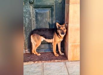 ALEX-ein Blick in seine sanften Augen verrät mehr als 1000 Worte - wer bietet ein liebes Zuhause?