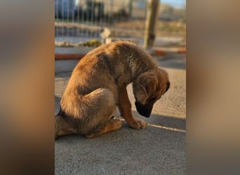 SIRIUS-offener, fröhlicher, vertrauensvoller Bub sucht sein liebevolles Für-immer-Zuhause