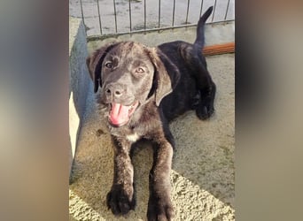 PANDORA wunderschönes Mädchen auf der Suche nach ihrem Für- immer-Körbchen