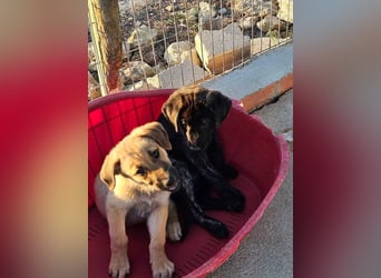 SIRIUS-offener, fröhlicher, vertrauensvoller Bub sucht sein liebevolles Für-immer-Zuhause