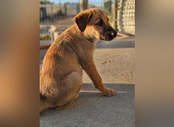 SIRIUS-offener, fröhlicher, vertrauensvoller Bub sucht sein liebevolles Für-immer-Zuhause