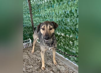 HUGO-traurige Augen, freundliches Herz,ruhig, offen, kooperativ, neugierig wartet auf  sein Zuhause