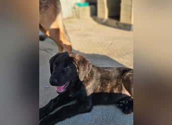 PANDORA wunderschönes Mädchen auf der Suche nach ihrem Für- immer-Körbchen