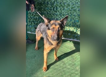 MARIO-wünscht sich nichts sehnlicher als seinen Familienanschluss