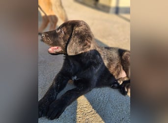 PANDORA wunderschönes Mädchen auf der Suche nach ihrem Für- immer-Körbchen