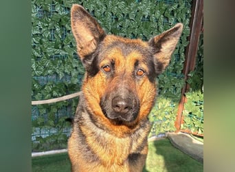 MARIO-wünscht sich nichts sehnlicher als seinen Familienanschluss