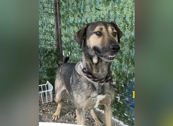 HUGO-traurige Augen, freundliches Herz,ruhig, offen, kooperativ, neugierig wartet auf  sein Zuhause