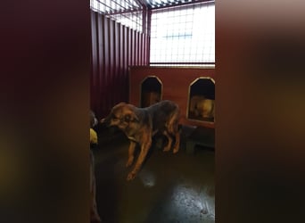 FENJA-wartet sehnsüchtig auf ihr liebevolles, Für-immer-Zuhause mit geduldigen Menschen