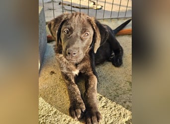 PANDORA wunderschönes Mädchen auf der Suche nach ihrem Für- immer-Körbchen