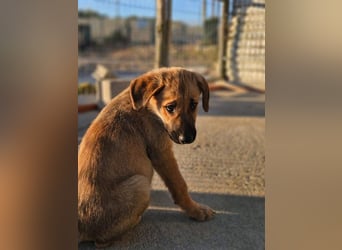 SIRIUS-offener, fröhlicher, vertrauensvoller Bub sucht sein liebevolles Für-immer-Zuhause