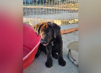 PANDORA wunderschönes Mädchen auf der Suche nach ihrem Für- immer-Körbchen