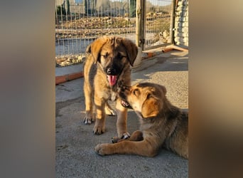 SIRIUS-offener, fröhlicher, vertrauensvoller Bub sucht sein liebevolles Für-immer-Zuhause