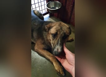 FENJA-wartet sehnsüchtig auf ihr liebevolles, Für-immer-Zuhause mit geduldigen Menschen