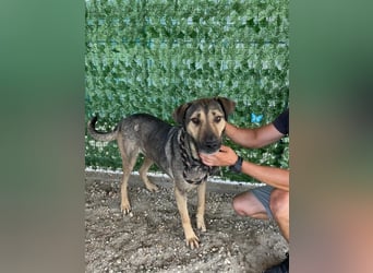 HUGO-traurige Augen, freundliches Herz,ruhig, offen, kooperativ, neugierig wartet auf  sein Zuhause