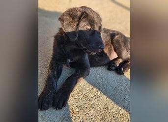 PANDORA wunderschönes Mädchen auf der Suche nach ihrem Für- immer-Körbchen