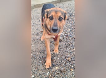 ALEX-ein Blick in seine sanften Augen verrät mehr als 1000 Worte - wer bietet ein liebes Zuhause?