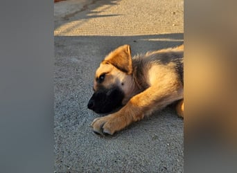 SIRIUS-offener, fröhlicher, vertrauensvoller Bub sucht sein liebevolles Für-immer-Zuhause