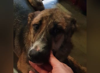 FENJA-wartet sehnsüchtig auf ihr liebevolles, Für-immer-Zuhause mit geduldigen Menschen