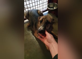 FENJA-wartet sehnsüchtig auf ihr liebevolles, Für-immer-Zuhause mit geduldigen Menschen