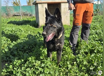 Enza ist freundlich und aufgeschlossen, sie sucht aktive und erfahrene Menschen