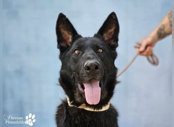 Enza ist freundlich und aufgeschlossen, sie sucht aktive und erfahrene Menschen