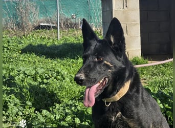 Enza ist freundlich und aufgeschlossen, sie sucht aktive und erfahrene Menschen