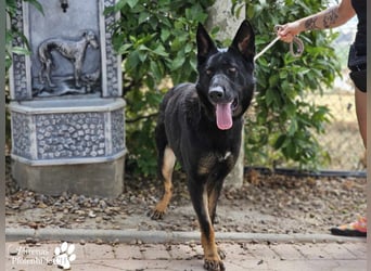 Enza ist freundlich und aufgeschlossen, sie sucht aktive und erfahrene Menschen