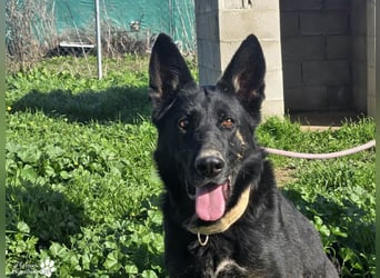 Enza ist freundlich und aufgeschlossen, sie sucht aktive und erfahrene Menschen