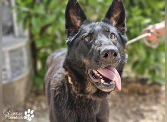 Enza ist freundlich und aufgeschlossen, sie sucht aktive und erfahrene Menschen