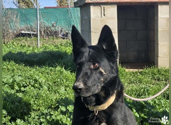 Enza ist freundlich und aufgeschlossen, sie sucht aktive und erfahrene Menschen