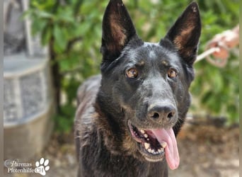 Enza ist freundlich und aufgeschlossen, sie sucht aktive und erfahrene Menschen