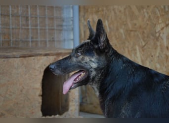 Hanna, seit 2014 im Tierheim