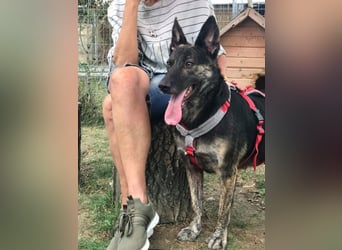 Hanna, seit 2014 im Tierheim